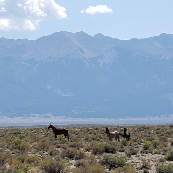 Meet your Posher, Kelly - Picture 2 of 3